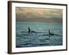 Killer Whales Research, Wintertime, Tysfjord, Arctic, Norway, Scandinavia, Europe-Dominic Harcourt-webster-Framed Photographic Print