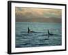 Killer Whales Research, Wintertime, Tysfjord, Arctic, Norway, Scandinavia, Europe-Dominic Harcourt-webster-Framed Photographic Print