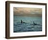 Killer Whales Research, Wintertime, Tysfjord, Arctic, Norway, Scandinavia, Europe-Dominic Harcourt-webster-Framed Photographic Print