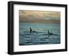 Killer Whales Research, Wintertime, Tysfjord, Arctic, Norway, Scandinavia, Europe-Dominic Harcourt-webster-Framed Photographic Print