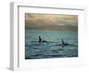 Killer Whales Research, Wintertime, Tysfjord, Arctic, Norway, Scandinavia, Europe-Dominic Harcourt-webster-Framed Photographic Print