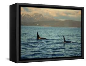 Killer Whales Research, Wintertime, Tysfjord, Arctic, Norway, Scandinavia, Europe-Dominic Harcourt-webster-Framed Stretched Canvas