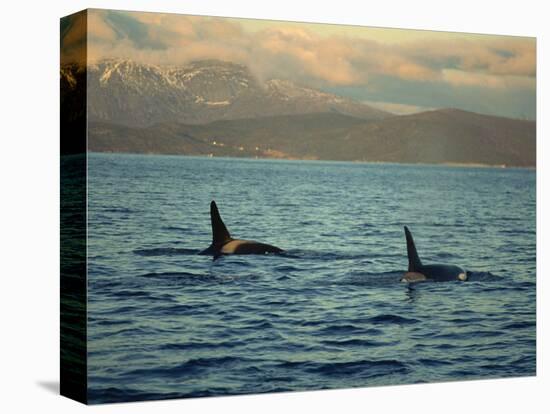 Killer Whales Research, Wintertime, Tysfjord, Arctic, Norway, Scandinavia, Europe-Dominic Harcourt-webster-Stretched Canvas