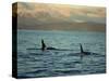 Killer Whales Research, Wintertime, Tysfjord, Arctic, Norway, Scandinavia, Europe-Dominic Harcourt-webster-Stretched Canvas