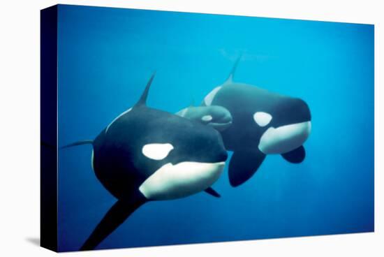 Killer Whales-null-Stretched Canvas