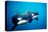 Killer Whales-null-Stretched Canvas