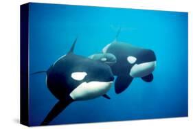 Killer Whales-null-Stretched Canvas