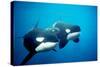 Killer Whales-null-Stretched Canvas