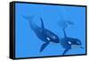 Killer Whales-Christian Darkin-Framed Stretched Canvas