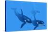 Killer Whales-Christian Darkin-Stretched Canvas