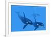 Killer Whales-Christian Darkin-Framed Photographic Print