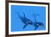 Killer Whales-Christian Darkin-Framed Photographic Print