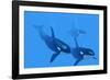 Killer Whales-Christian Darkin-Framed Photographic Print