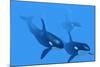 Killer Whales-Christian Darkin-Mounted Photographic Print