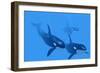 Killer Whales-Christian Darkin-Framed Photographic Print