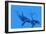 Killer Whales-Christian Darkin-Framed Photographic Print