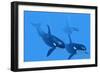 Killer Whales-Christian Darkin-Framed Photographic Print