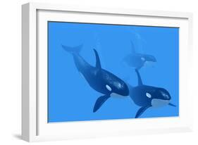 Killer Whales-Christian Darkin-Framed Photographic Print