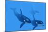 Killer Whales-Christian Darkin-Mounted Photographic Print