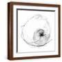 Brown Frame