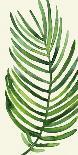 Tropical Palm Leaf IV-Kim Colthurst Johnson-Stretched Canvas