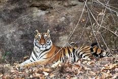 Bengal Tiger (Panthera tigris tigris) wild male cub, critically endangered-Kim Sullivan-Photographic Print