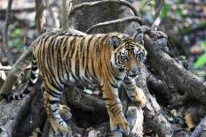 Bengal Tiger (Panthera tigris tigris) wild male cub, critically endangered-Kim Sullivan-Photographic Print
