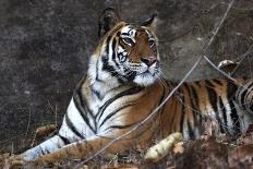 Bengal Tiger, Panthera Tigris Tigris, Bandhavgarh National Park, Madhya Pradesh, India-Kim Sullivan-Framed Stretched Canvas
