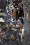 Bengal Tiger, Panthera Tigris Tigris, Bandhavgarh National Park, Madhya Pradesh, India-Kim Sullivan-Laminated Photographic Print