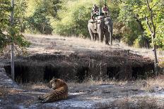 Bengal Tiger, Panthera Tigris Tigris, Bandhavgarh National Park, Madhya Pradesh, India-Kim Sullivan-Stretched Canvas