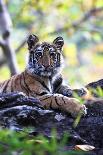 Bengal Tiger (Panthera tigris tigris) wild male cub, critically endangered-Kim Sullivan-Framed Photographic Print