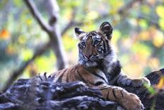 Bengal Tiger, Panthera Tigris Tigris, Bandhavgarh National Park, Madhya Pradesh, India-Kim Sullivan-Mounted Photographic Print