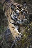 Bengal Tiger (Panthera tigris tigris) wild male cub, critically endangered-Kim Sullivan-Photographic Print