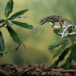 Archer Fish (Toxotes Chatareus) Leaping for Spider. Captive-Kim Taylor-Photographic Print