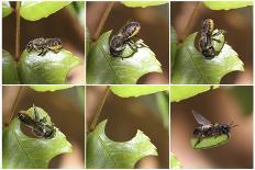 Digital Composite Common - European Swift (Apus Apus) Adult Clinging To A Building, UK-Kim Taylor-Photographic Print