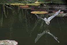 Natterer's Bat (Myotis Nattereri) About to Drink from the Surface of a Lily Pond, Surrey, UK-Kim Taylor-Photographic Print