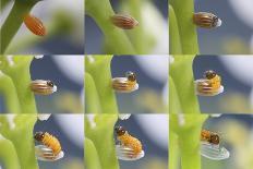 Orange-Tip Butterfly (Anthocharis Cardamines) Egg-Kim Taylor-Photographic Print