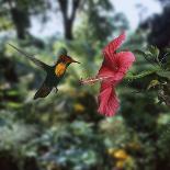 Ruby Topaz Hummingbird (Chrysolampis Mosquitus) Male Digital Composite, Trinidad-Kim Taylor-Photographic Print