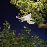 Archer Fish (Toxotes Chatareus) Leaping for Spider. Captive-Kim Taylor-Photographic Print