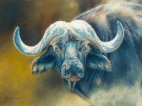 Warrior - African Cape Buffalo-Kim Thompson-Stretched Canvas