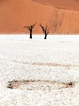 Dead Black Trees in the Desert Landscape. Surreal Scenic in Amazing Unreal Landscape. Sossusvlei, D-Kim Visser-Stretched Canvas