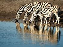 Trio of Common Zebras (Equus Burchelli) at a Water Hole, Etosha National Park, Namibia, Africa-Kim Walker-Photographic Print