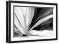 Black Frame