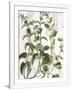 Gramercy White