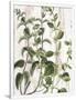 Gramercy White