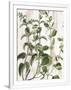Gramercy White