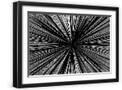 Black Frame