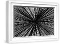 White Frame