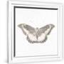 Gramercy White