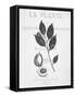 Framed Canvas